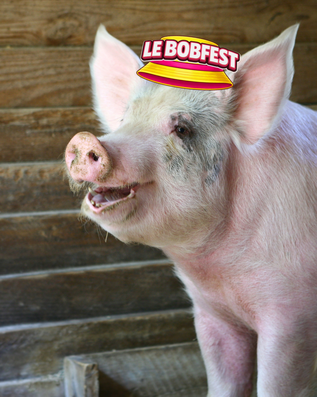 Concours du cri de cochon du bobfest