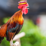 Concours du Cri du Coq