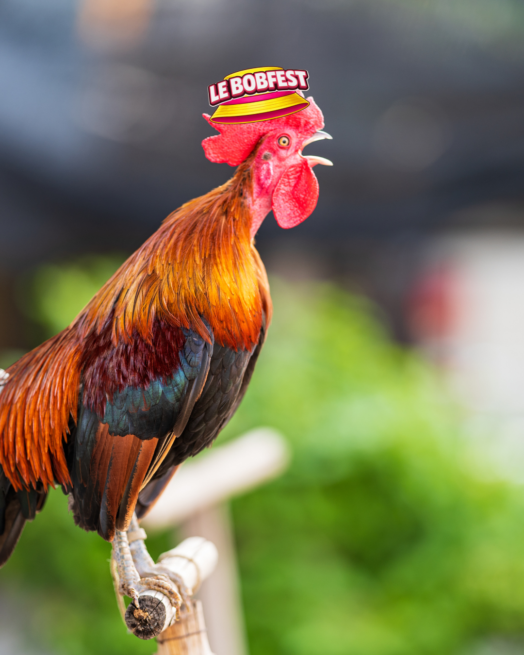 Concours du Cri du Coq du Bobfest