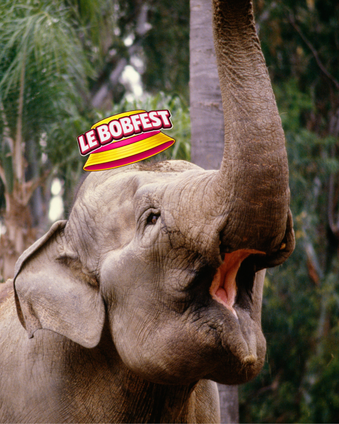 Concours du barrissement de l'elephant